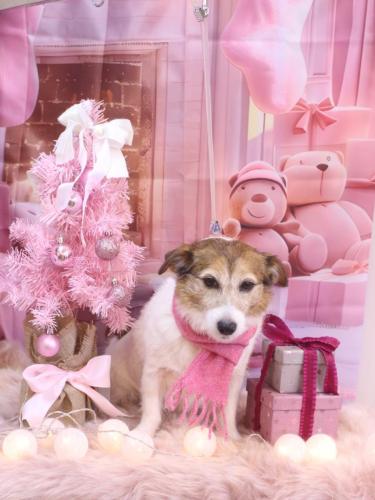 20241217こはるちゃん